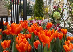 Fruehling In Jenas Goethe Galerie 2024 18